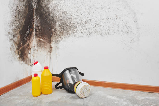 Best Mold Remediation  in Slippery Rock, PA