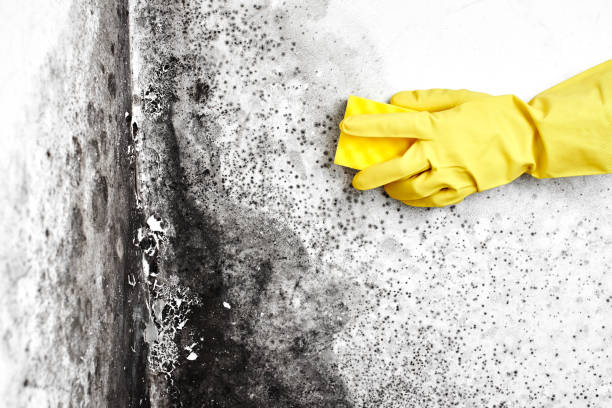 Best Best Mold Removal Companies  in Slippery Rock, PA