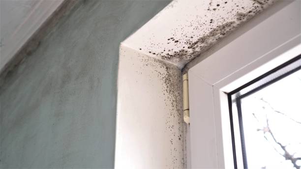 Best Commercial Mold Removal  in Slippery Rock, PA