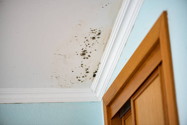 Best Affordable Mold Removal  in Slippery Rock, PA
