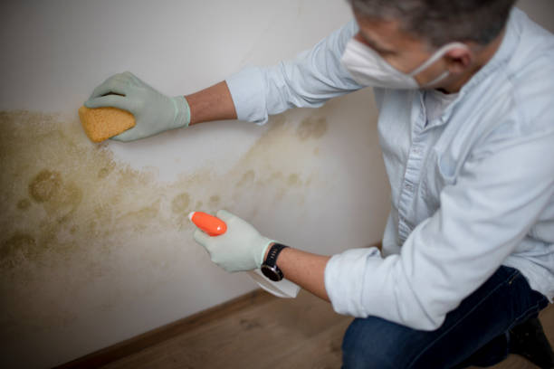 Attic Mold Removal in Slippery Rock, PA