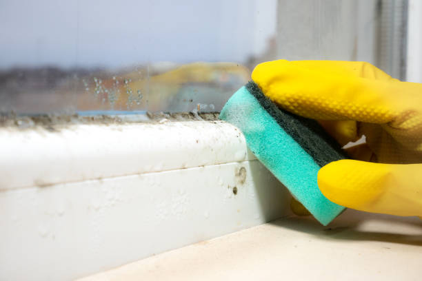 Best Same-Day Mold Removal  in Slippery Rock, PA