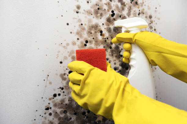 Best Toxic Mold Removal  in Slippery Rock, PA