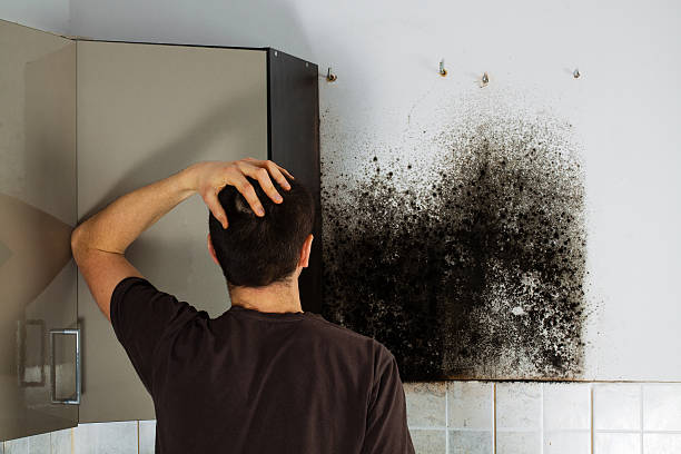 Best Home Mold Removal  in Slippery Rock, PA