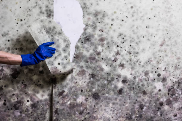Best Residential Mold Removal  in Slippery Rock, PA