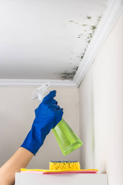 Mold Removal Process in Slippery Rock, PA